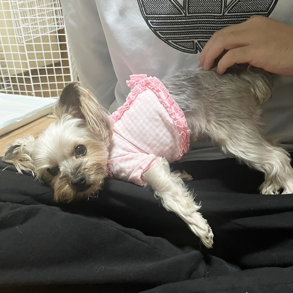 ☆卒業犬テーラーちゃんとモニカちゃんの近況☆